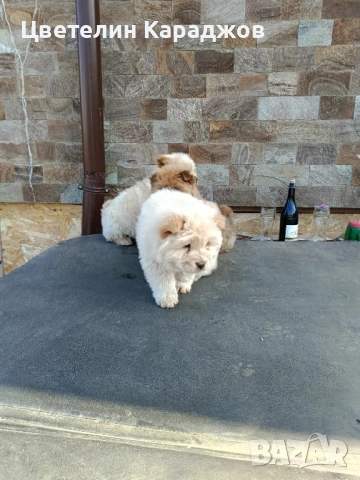 Чау чау, снимка 5 - Чау Чау - 53848895