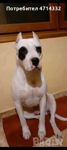 Продавам мъжки и женски кученца