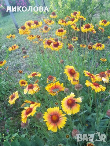 Продавам цветя Гайлардия – разсад за есенно засаждане в градината, различни цветове, снимка 16 - Разсади - 30273860