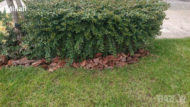 Боров чипс/ боров мулч 10.50Е, снимка 4 - Градински мебели, декорация  - 53930024