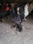 Струмски бантам петли, снимка 6