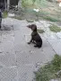 Продавам женски Курцхаар , снимка 2