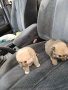 Померани-мини шпиц, снимка 7