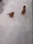 Tyi Mini Pydel Sladyri, снимка 8
