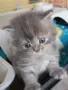 Сибирче, сибирска котка, сибирски котенца, сибирско коте, хипоалергично, синьо момиче, снимка 7