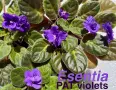 Saintpaulia Сейнтполия Сентполия African Violet Aфриканска теменужка стайна теменужка Фiалка цветя, снимка 1