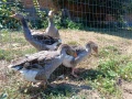 Домашни гъски, снимка 3
