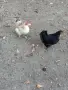Декоративни кокошки, снимка 7