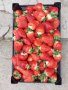 продавам разсад ягоди , снимка 10
