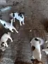 куче 🐕 Джак Ръсел , снимка 9
