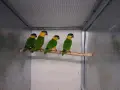 Чернотеменен амазонек-кайка чифт, снимка 4