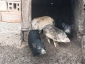 Продавам виетнамски прасета, снимка 3