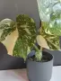 Monstera Thai Constellation /Монстера Тай Констеллейшъ, снимка 3