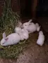 Продавам зайци София , снимка 4