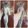 Женски котета търсят дом, снимка 1