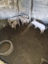Продавам прасенца и една голяма свиня, снимка 2