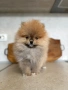 Померан, снимка 4
