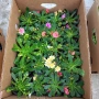 градински студоустойчиви цветя , снимка 4