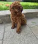 той пудели - момчета и момичета , снимка 6