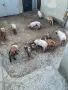 Свободни малки прасенца , снимка 7