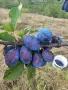 🍑☀️ НАТУРАЛНИ СУШЕНИ НА СЛЪНЦЕ СИНИ СЛИВИ ОТ ЕЛЕНСКИЯ БАЛКАН ☀️🍑, снимка 11