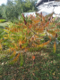 Фиданки Влакнест Шмак - Рустифина (Rhus typhina Dissecta) , снимка 1
