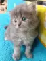 Сибирче, сибирска котка, сибирски котенца, сибирско коте, хипоалергично, синьо момиче, снимка 3