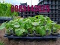 Готов разсад домати пипер чушки краставици тиквички ягоди, снимка 3