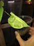 Philodendron Tenue , снимка 3