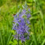 Камас, камасия (Camassia quamash) – луковици, снимка 2