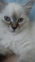 Сибирски малки котенца 3м, снимка 1 - Сибирски - 34992446