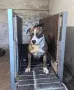Питбул! Питбули! , снимка 3