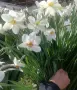 Луковици нарциси и минзухари, снимка 2