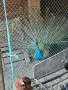 Индийски чифт Пауни, снимка 4