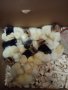 Яйца и пилета от различни цветове Брезе, снимка 1 - други­ - 39062325