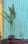 Подправки, билки, лечебни, екзотични растения, снимка 3