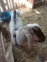 Продава се коза и пърч и яре, снимка 5