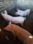 продавам 2 женски прасета, снимка 1