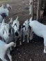 Кози и ярета Боер, снимка 10
