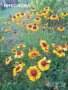 Продавам цветя Гайлардия – разсад за пролетно засаждане в градината, различни цветове, снимка 16