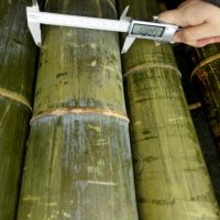 Семена от гигантски бамбук Moso Bambo градински сертифицирани декоративни растения за дома и двора б, снимка 8 - Разсади - 38062500