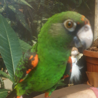 Продавам Жардина (Конгоански папагал), снимка 3 - Папагали - 44779416