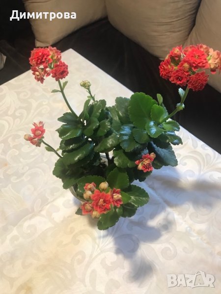 Каланхое , снимка 1