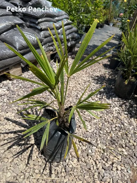 Палми трахикарпус , снимка 1