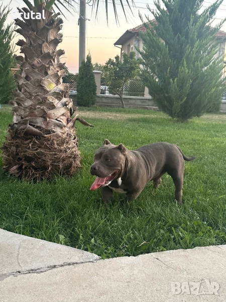 Американско Були Покет, снимка 1