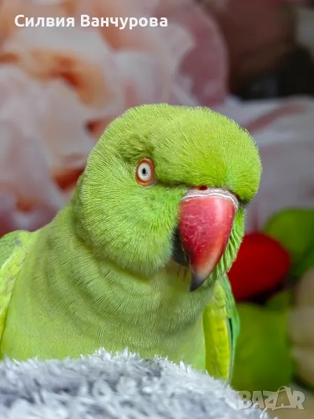 СПЕШНО САМО ДНЕС ЗА 880ЛВ!!Продавам папагал малък Александър заедно с огромна клетка, снимка 1