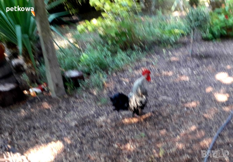 Декоративен петел дончо, снимка 1