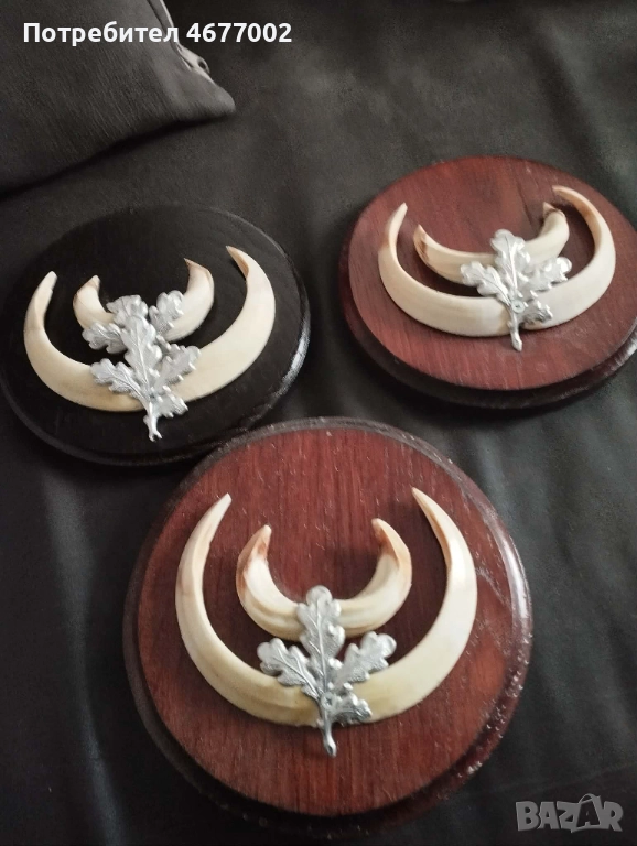 Глиги от диво прасе, снимка 1