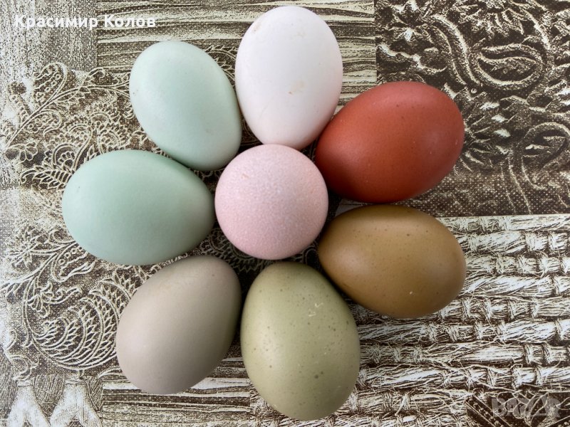 Разноцветни домашни яйца от различни породи кокошки за консумация и люпене, снимка 1