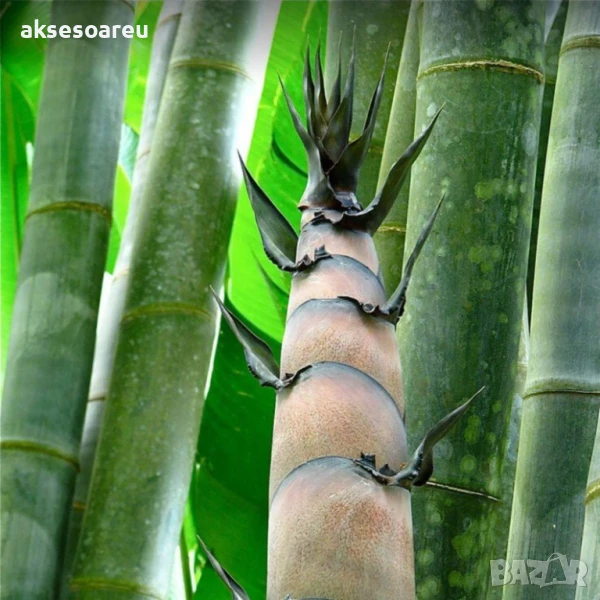 Качествени малки Семена от бамбук Bambusa arundinacea бързо растящи растения за дома бамбуков разсад, снимка 1